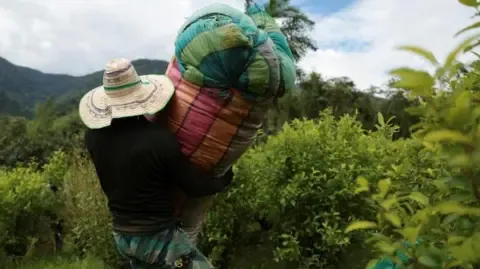 US Labels Colombia as Failing to Cooperate in Anti-Drug Efforts