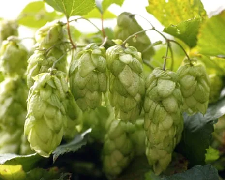 Create A Custom Beer Garden: Nurturing Hops Proves to Be Straightforward and Satisfying