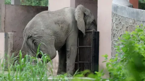 Lonely Existence and Death of Delhi’s Only African Elephant
