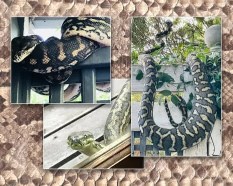 Welcoming my Serpents in My Ceiling: A Transformation from Dread to Admiration