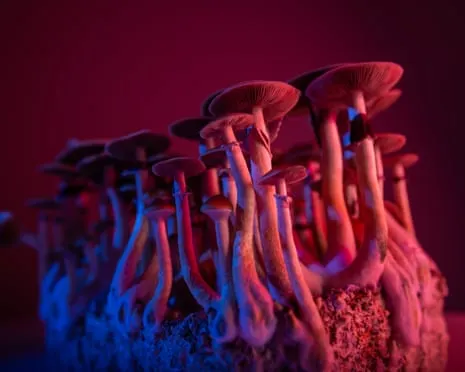 Regarding Substances by the Author: An Intellectual Journey into Psychedelics