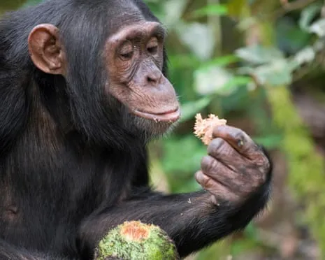 Apes Ingest Daily Alcohol Equivalent to a Pint from Ripe Fruit