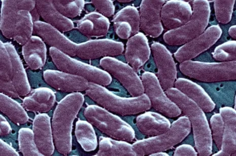 Louisiana Records Five Fatalities from Flesh-Eating Bacteria in Gulf Waters